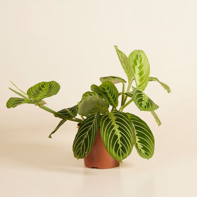 Plant 1